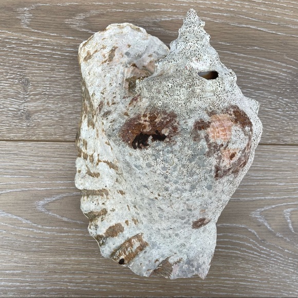 Large Conch Seashell - Picture 10 of 11